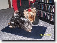 Jork��rsk� terier, Yorkshire Terrier,