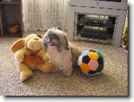 �icu, Shih-Tzu