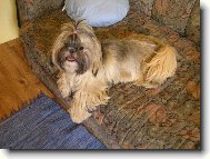 �icu, Shih-Tzu