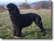 Cao de agua Portugu�s, Portuguese Water Dog