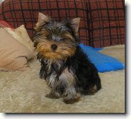 Jork��rsk� terier, Yorkshire Terrier,