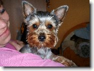 Jork��rsk� terier, Yorkshire Terrier,