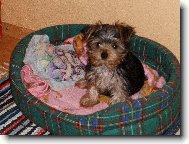 Jork��rsk� terier, Yorkshire Terrier,