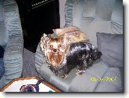 Jork��rsk� terier, Yorkshire Terrier,