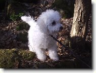 Bichon � poil fris�, Bichon Frise
