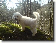 Bichon � poil fris�, Bichon Frise