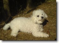 Bichon � poil fris�, Bichon Frise