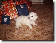 Bichon � poil fris�, Bichon Frise