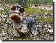 Jork��rsk� terier, Yorkshire Terrier,