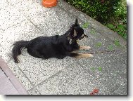 Chihuahua 2