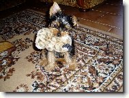 Jork��rsk� terier, Yorkshire Terrier,