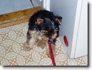 Jork��rsk� terier, Yorkshire Terrier,