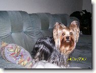Jork��rsk� terier, Yorkshire Terrier,