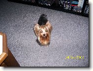 Jork��rsk� terier, Yorkshire Terrier,