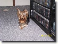 Jork��rsk� terier, Yorkshire Terrier,