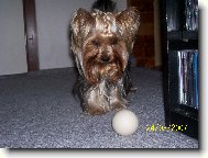 Jork��rsk� terier, Yorkshire Terrier,