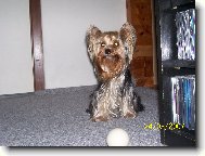 Jork��rsk� terier, Yorkshire Terrier,