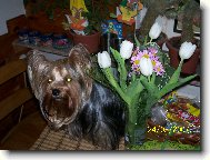 Jork��rsk� terier, Yorkshire Terrier,