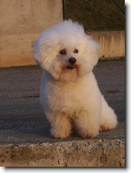 Bichon � poil fris�, Bichon Frise
