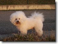 Bichon � poil fris�, Bichon Frise