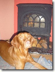 R�vidsz�r� Magyar Vizsla, Hungarian Short-haired Pointing Dog