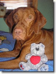 R�vidsz�r� Magyar Vizsla, Hungarian Short-haired Pointing Dog