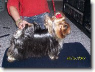Jork��rsk� terier, Yorkshire Terrier,