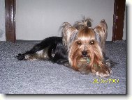 Jork��rsk� terier, Yorkshire Terrier,