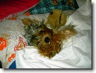 Jork��rsk� terier, Yorkshire Terrier,