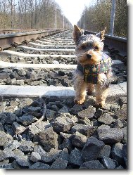 Jork��rsk� terier, Yorkshire Terrier,