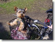 Jork��rsk� terier, Yorkshire Terrier,