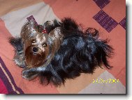 Jork��rsk� terier, Yorkshire Terrier,
