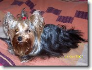 Jork��rsk� terier, Yorkshire Terrier,