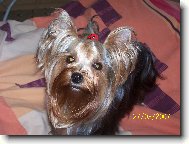 Jork��rsk� terier, Yorkshire Terrier,