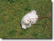 Bichon � poil fris�, Bichon Frise