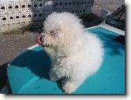 Bichon � poil fris�, Bichon Frise