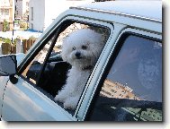 Bichon � poil fris�, Bichon Frise