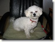 Bichon � poil fris�, Bichon Frise