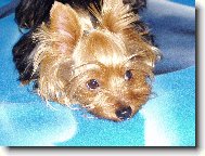 Jork��rsk� terier, Yorkshire Terrier,