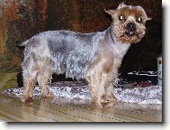 Australian Terrier