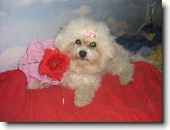 Bichon � poil fris�, Bichon Frise
