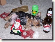Jork��rsk� terier, Yorkshire Terrier,