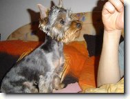 Jork��rsk� terier, Yorkshire Terrier,