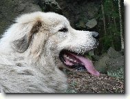 Chien de Montagne des Pyr�n�es