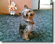 Jork��rsk� terier, Yorkshire Terrier,