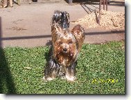 Jork��rsk� terier, Yorkshire Terrier,