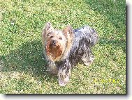 Jork��rsk� terier, Yorkshire Terrier,