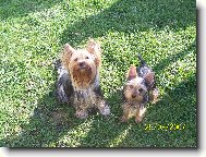 Jork��rsk� terier, Yorkshire Terrier,