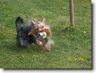 Jork��rsk� terier, Yorkshire Terrier,