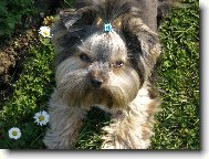Jork��rsk� terier, Yorkshire Terrier,
